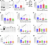 Tumorigenic effects of inhibiting Spp1 and Tsc2 expression in mouse CNCCs.