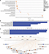 Delineating mechanisms of neurocristopathic tumorigenesis in Tsc2+/– mouse
