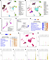 Pathogenic NCCs in Tsc2+/– mouse renal tumors.