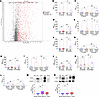 Neurocristopathic markers of renal tumorigenesis in Tsc2+/– mice.