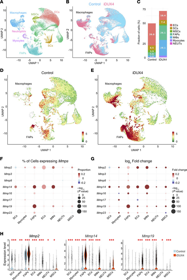 Single-cell resolution of MMP expression in DUX4-affected skeletal muscl...