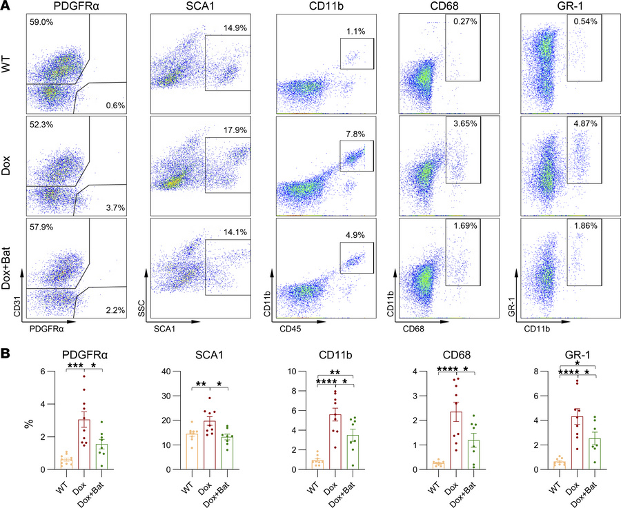 MMP inhibition reduces mononuclear cell infiltration in iDUX4 mice.
(A) ...
