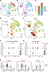Single-cell resolution of MMP expression in DUX4-affected skeletal muscle.