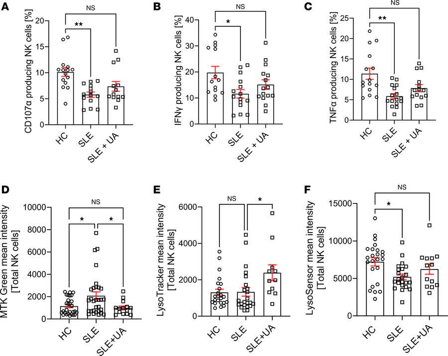 Pharmacological activation of mitophagy by Urolithin A (UA) restores mit...