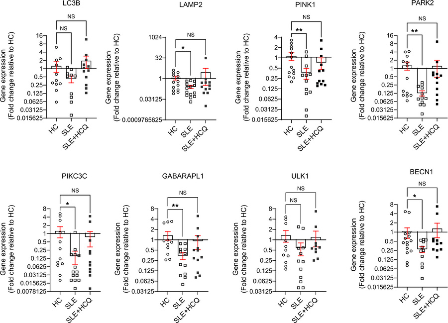 Hydroxychloroquine (HCQ) restores the mitochondrial recycling in NK cell...