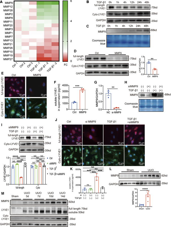 MMP9 mediates LYVE1 ectodomain shedding.
(A) Fold change of RNA expressi...