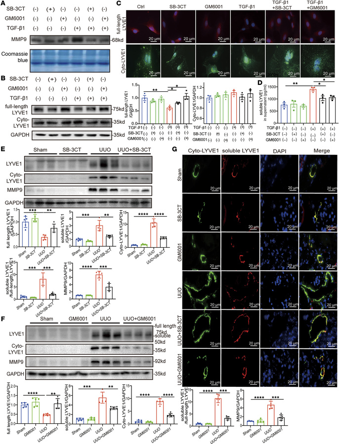 MMP9 inhibition prevents LYVE1 ectodomain shedding in vivo and in vitro....