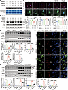 MMP9 inhibition prevents LYVE1 ectodomain shedding in vivo and in vitro.