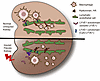 A proposed mechanism for kidney injury–driven macrophage accumulation inclu