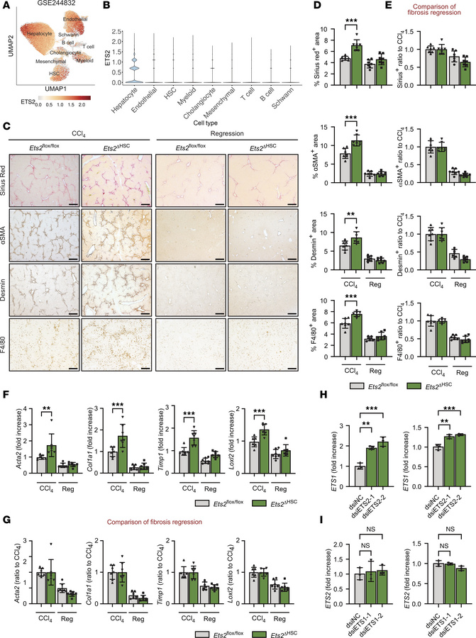 The development of liver fibrosis is increased in CCl4-injured Ets2ΔHSC ...