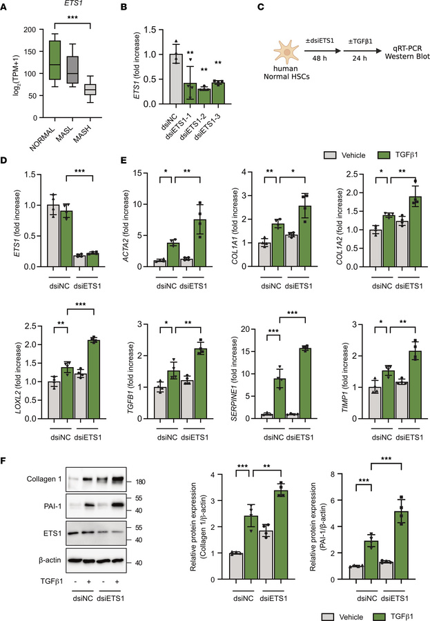 HSC-specific knockdown of ETS1 facilitates activation of TGF-β1–stimulat...