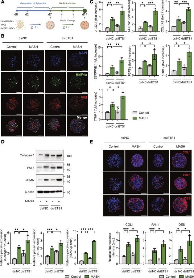 Knockdown of ETS1 in HSCs accelerates liver fibrosis in human liver sphe...