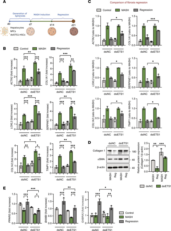 Knockdown of ETS1 in HSCs attenuates the regression of MASH-induced live...