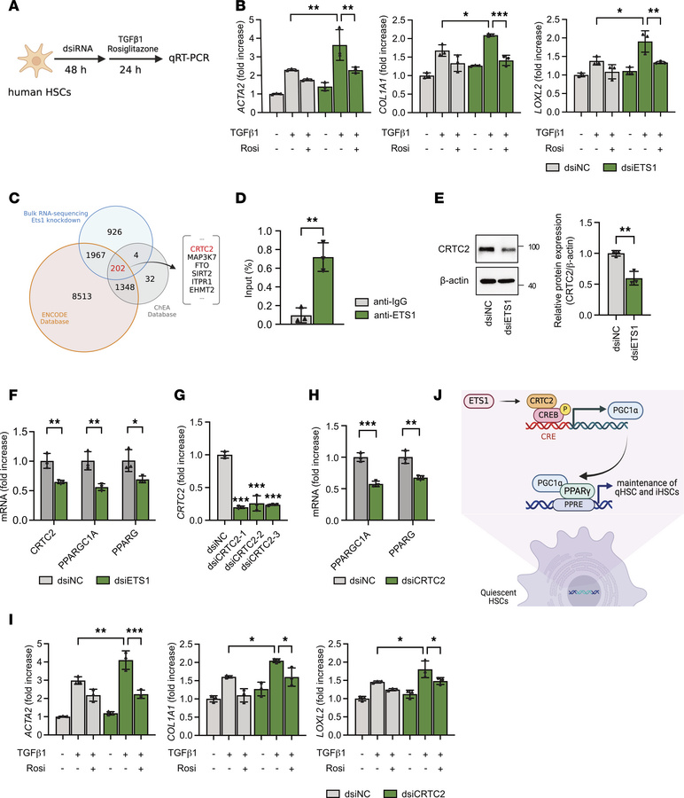 ETS1 regulates PPARγ via the CRTC2 pathway in human HSCs.
(A) Schematic ...