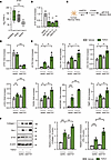 HSC-specific knockdown of ETS1 facilitates activation of TGF-β1–stimulated