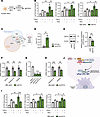 ETS1 regulates PPARγ via the CRTC2 pathway in human HSCs.
