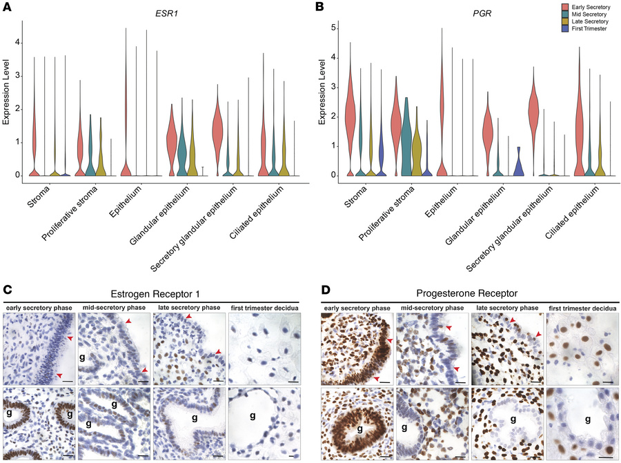 Expression of ESR1 and PGR in secretory phase endometrium and first trim...