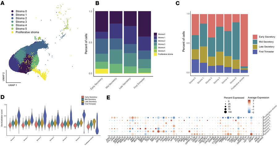 Stromal subcluster distribution and diffuse expression of in vitro decid...