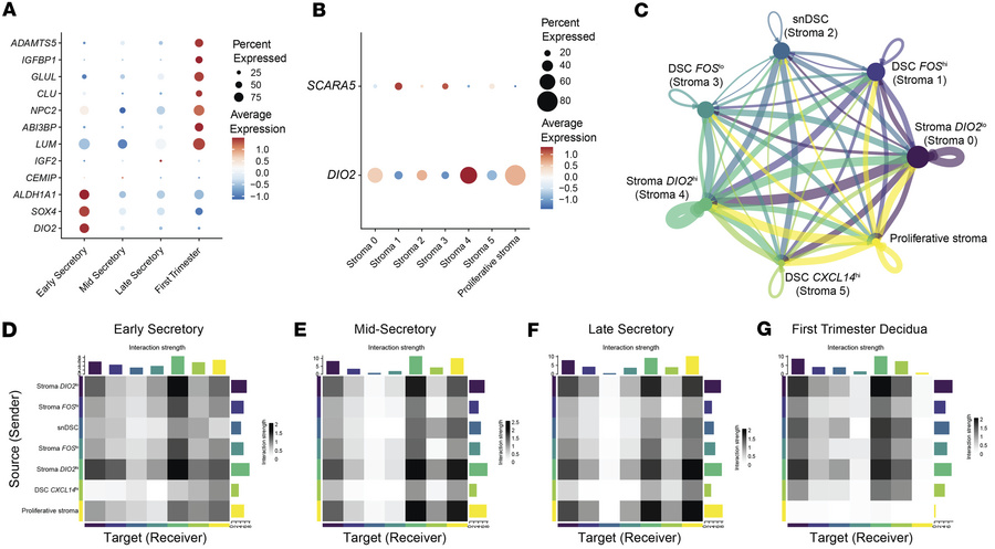 Cluster identification and communication in the stroma.
(A) Dot plot of ...