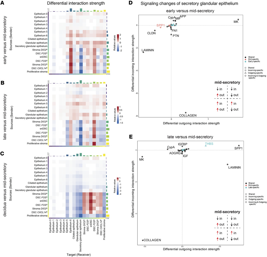 Stroma-epithelium communication peaks at mid-secretory phase in the secr...
