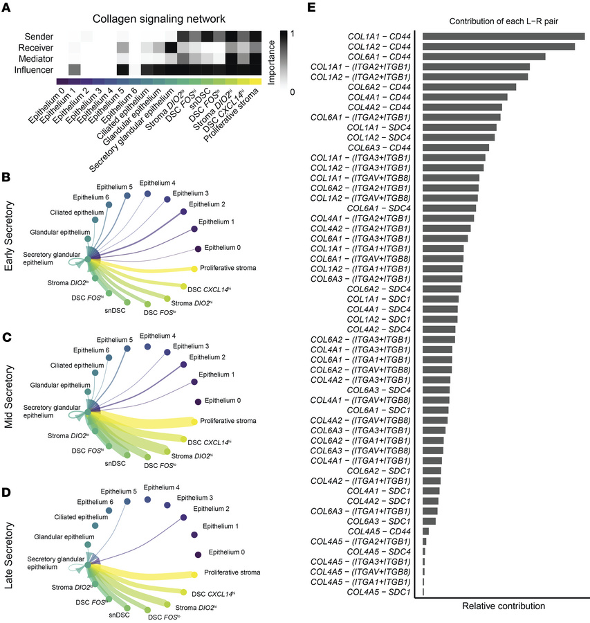 Collagen signaling between the stroma and epithelium during the secretor...