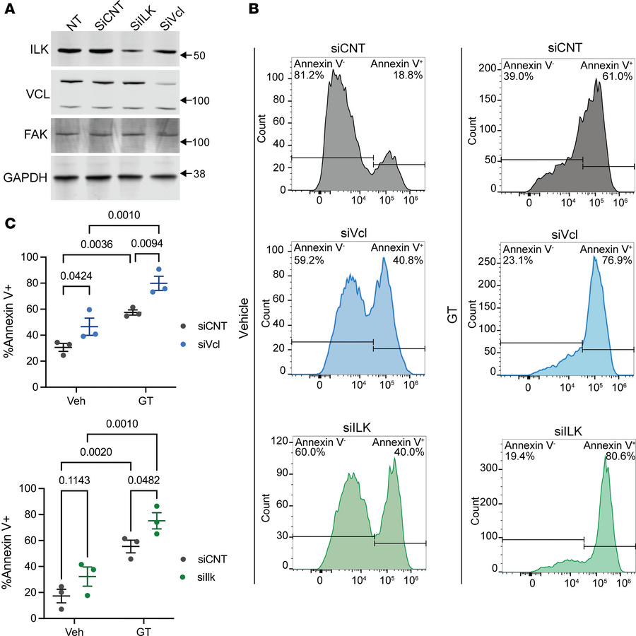 VCL and ILK knockdown potentiates gliotoxin-induced SMC apoptosis.
(A) R...