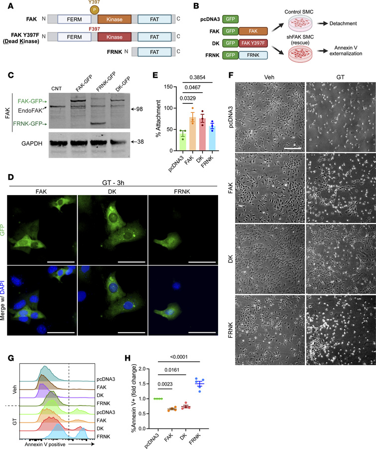 FAK confers protection against anoikis independently of kinase activity....