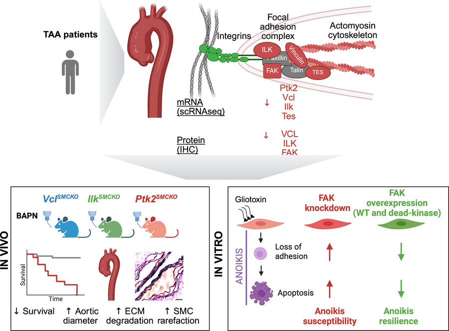 graphical abstract