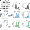 VCL and ILK knockdown potentiates gliotoxin-induced SMC apoptosis.