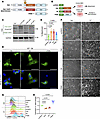 FAK confers protection against anoikis independently of kinase activity.