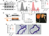 FAK kinase activity inhibition does not prevent gliotoxin-induced anoikis a