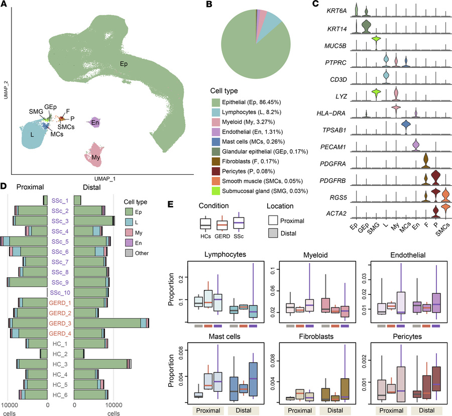 scRNA-seq sample composition by cell type.
(A) Integrated UMAP embedding...