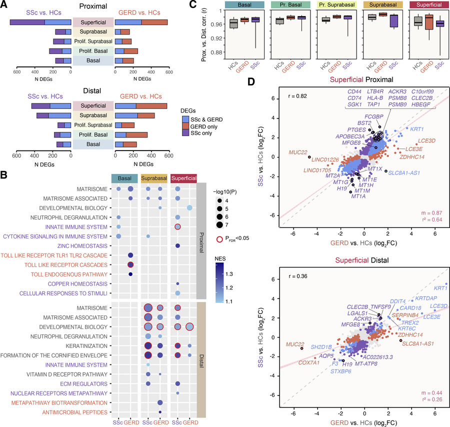 Differential gene expression between conditions in EECs.
(A) The number ...