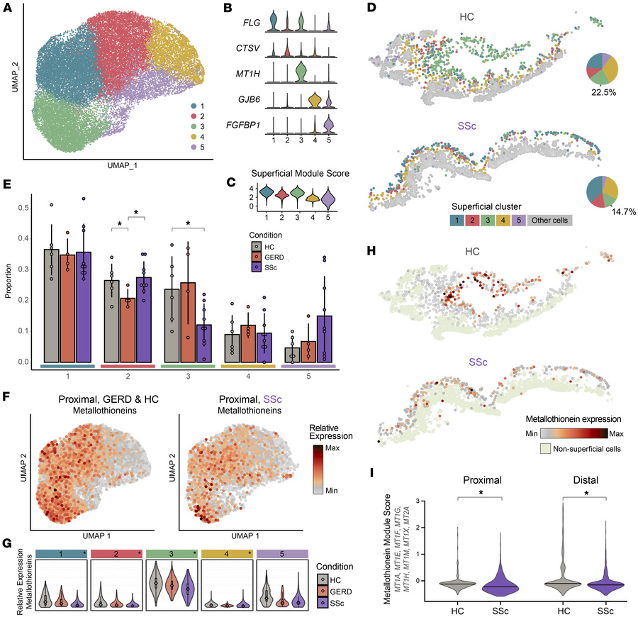 Landscape of superficial EECs.
(A) Integrated UMAP embedding of all supe...