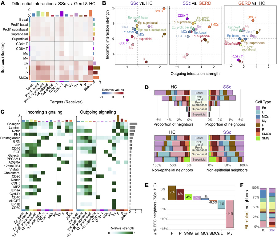 Intercellular interactions and spatial proximity.
(A) Heatmap of differe...