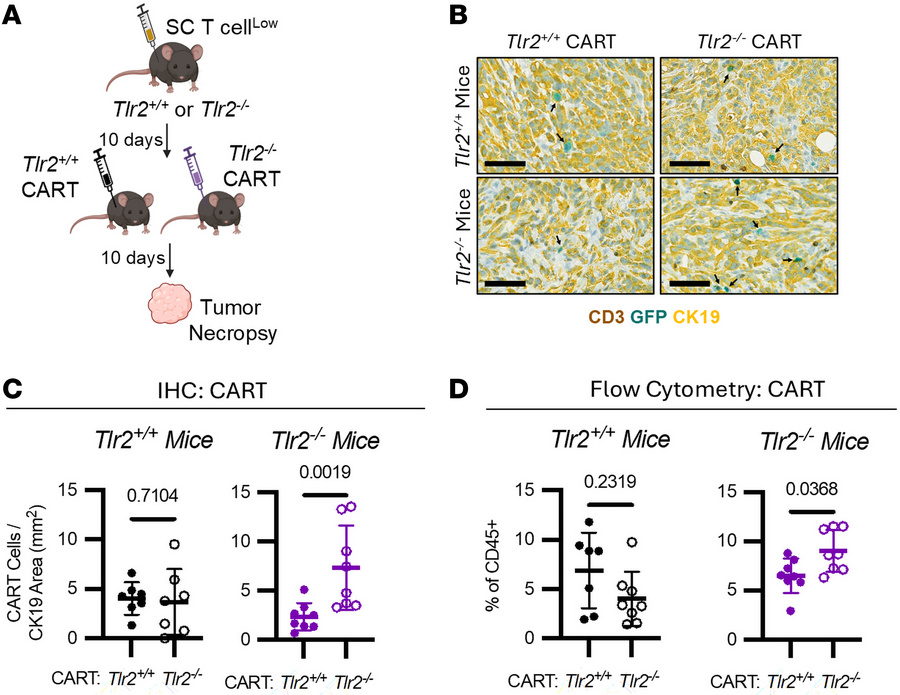 TLR2 expression in both T cells and host cells regulates T cell infiltra...