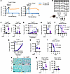 The immune microenvironment in PDAC determines adoptive T cell infiltration