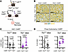 TLR2 expression in both T cells and host cells regulates T cell infiltratio