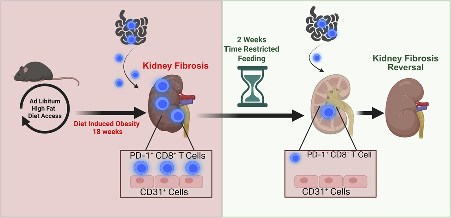 graphical abstract
