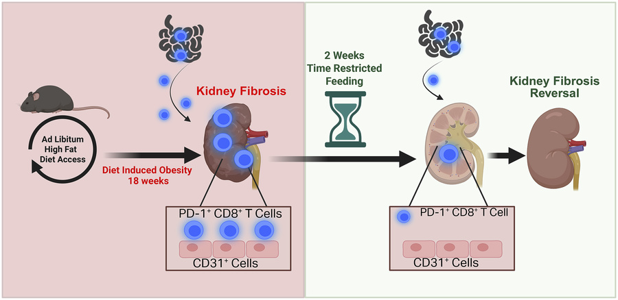 graphical abstract