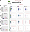 TRF reduces renal CD8+ T cell infiltration from the small intestine, Peyer’