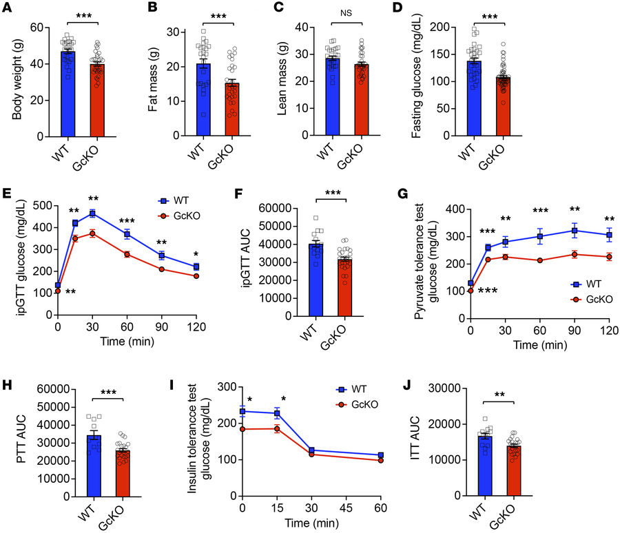 Metabolic features of HFD-fed GcKO male mice.
(A–C) Body weight (WT n = ...