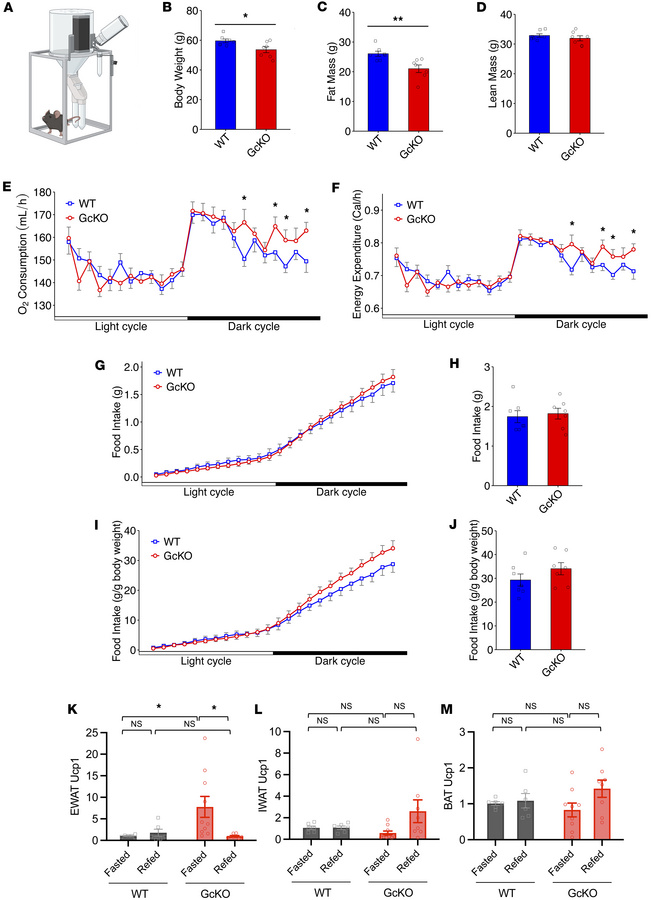 Indirect calorimetry shows increased energy expenditure in the absence o...