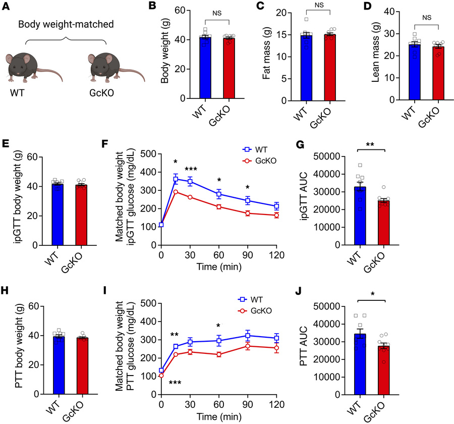 Dissociation of body weight, fat mass, and glucose and pyruvate toleranc...