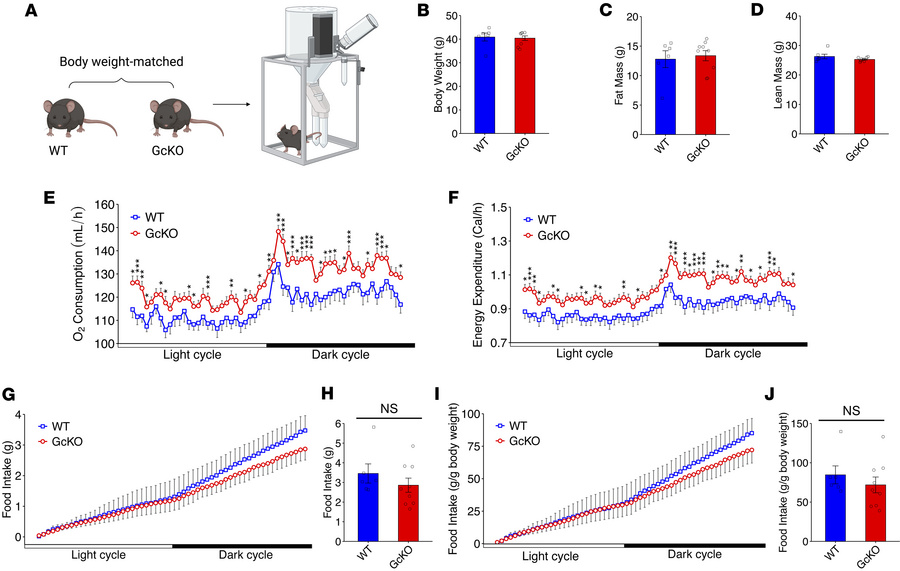 Indirect calorimetry in weight-matched WT and GcKO mice shows increased ...