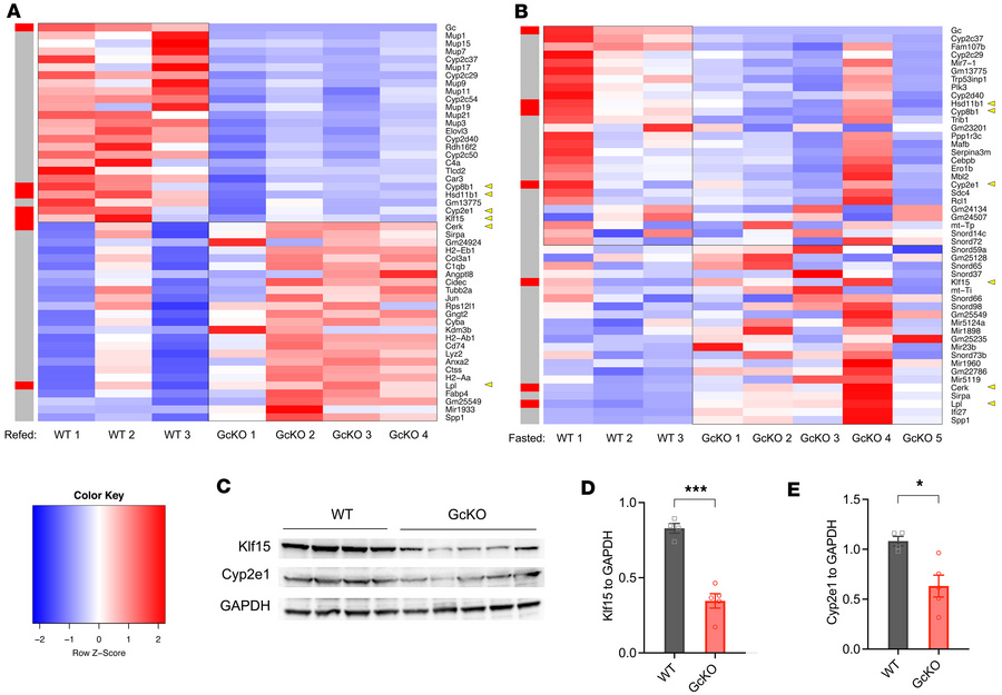 Heatmaps and immunoblotting of WT and GcKO liver.
(A and B) HFD-fed WT a...