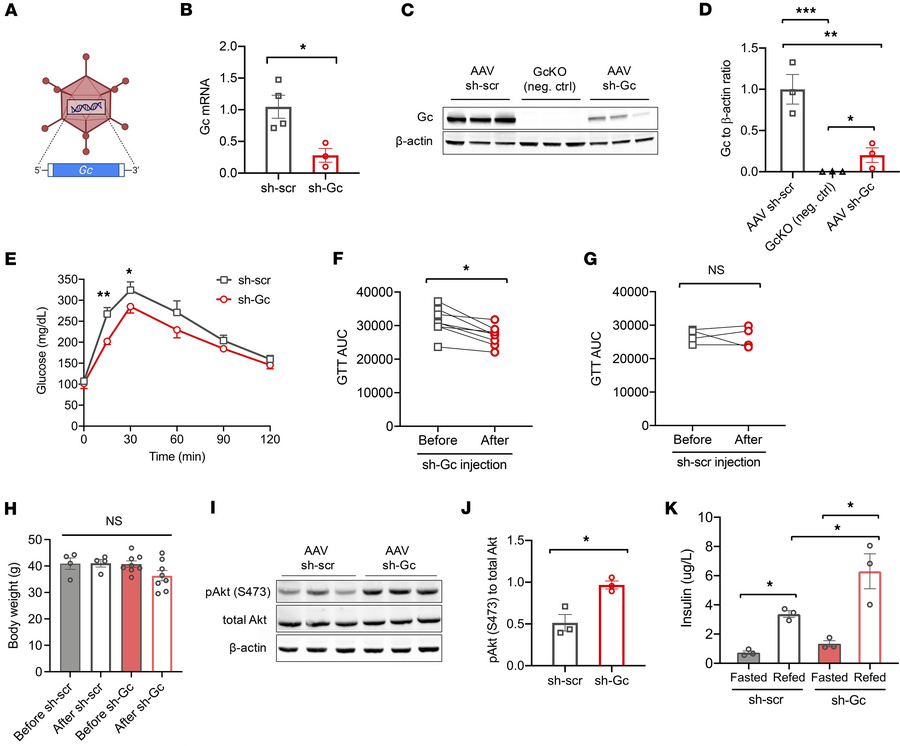 Inhibition of hepatic Gc with adeno-associated virus (AAV).
(A) Schemati...