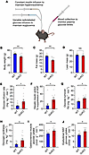 Hyperinsulinemic-euglycemic clamps in WT and GcKO mice.