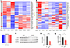 Heatmaps and immunoblotting of WT and GcKO liver.
