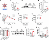 Inhibition of hepatic Gc with adeno-associated virus (AAV).